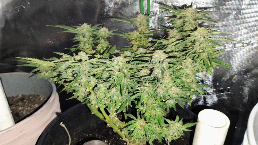 My first grow (two out of three died).. Week 13