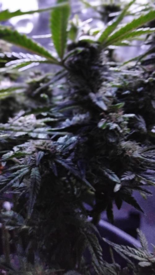 My first grow (two out of three died).. Week 13