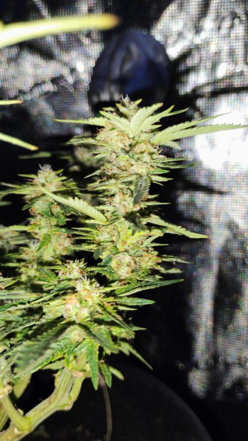 My first grow (two out of three died).. Week 13