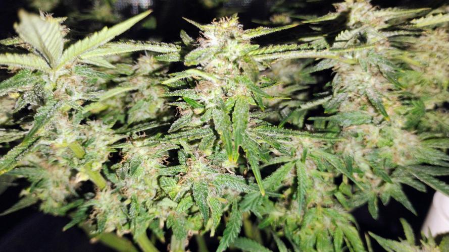 My first grow (two out of three died).. Week 13