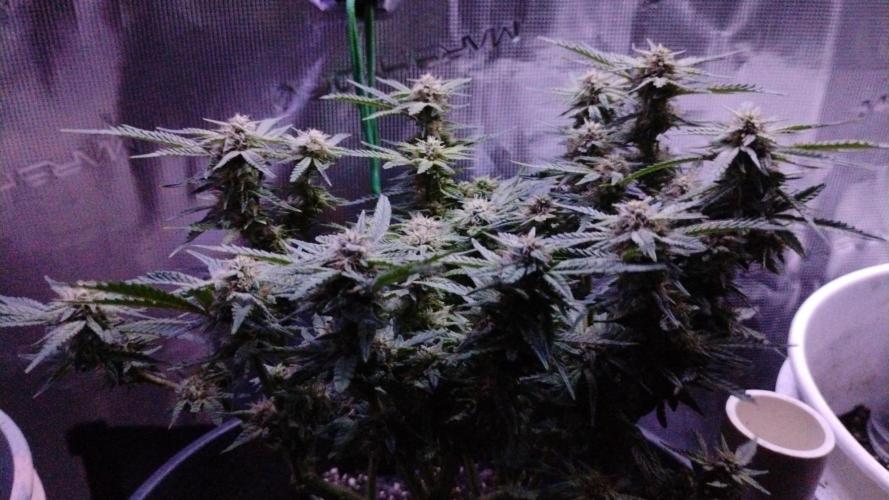 My first grow (two out of three died).. Week 13