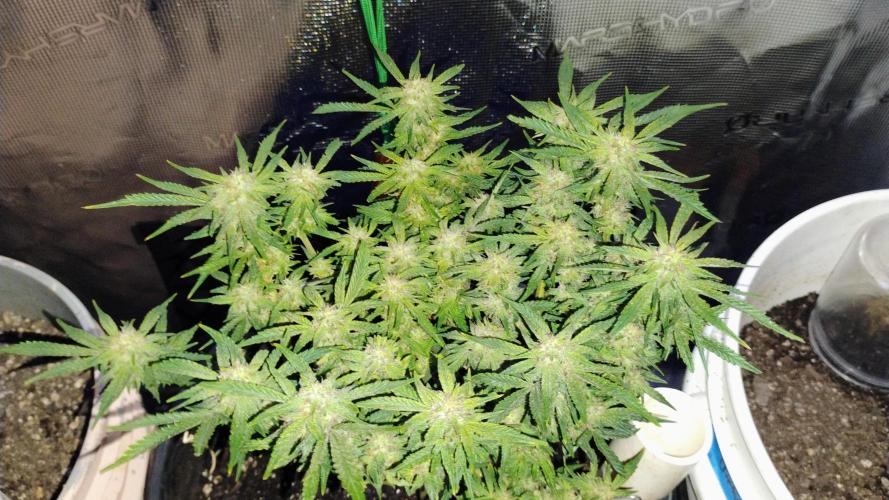 My first grow (two out of three died).. Week 13