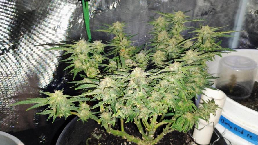 My first grow (two out of three died).. Week 13