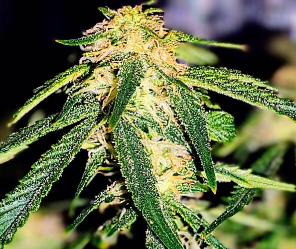 My first grow (two out of three died).. Week 13