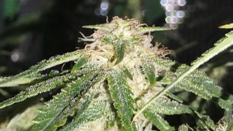 My first grow (two out of three died).. Week 13