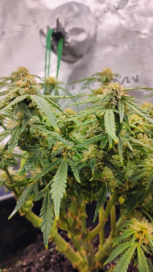 My first grow (two out of three died).. Week 13