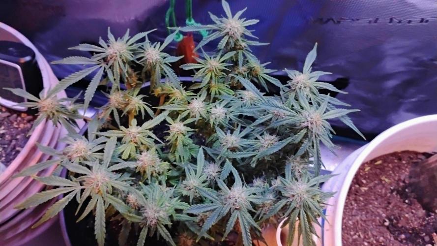 My first grow (two out of three died).. Week 13