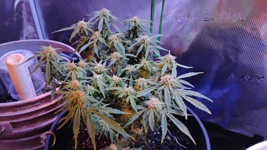 My first grow (two out of three died).. Week 13