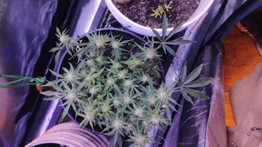 My first grow (two out of three died).. Week 13