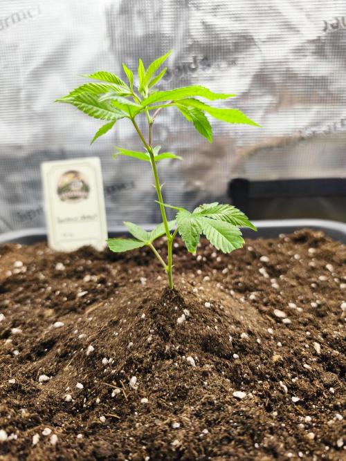 Rainbow Sherbet #Diary 1. Week 1