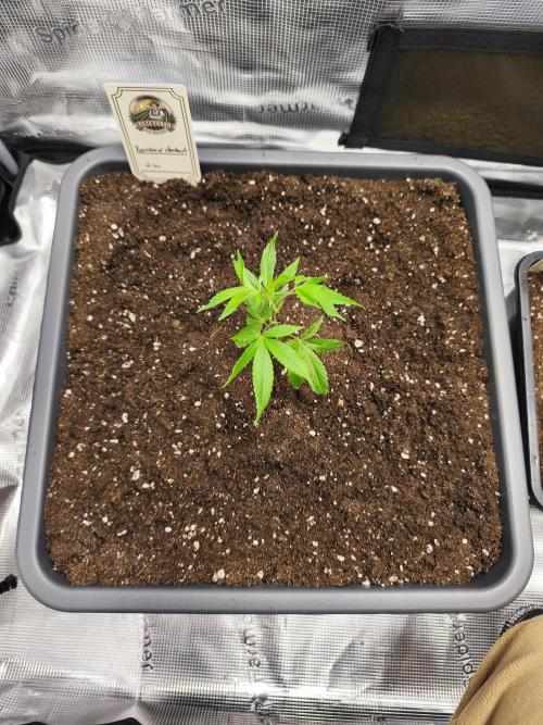 Rainbow Sherbet #Diary 1. Week 1