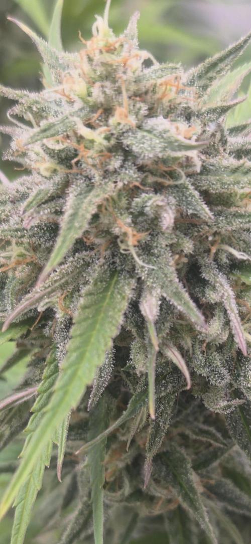 Cheese und northern lights. Week 6 - Woche 6 der Blüte 