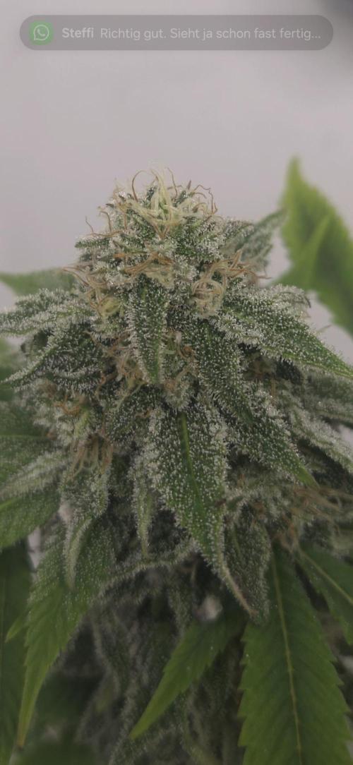 Cheese und northern lights. Week 6 - Woche 6 der Blüte 