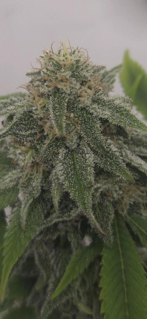 Cheese und northern lights. Week 6 - Woche 6 der Blüte 