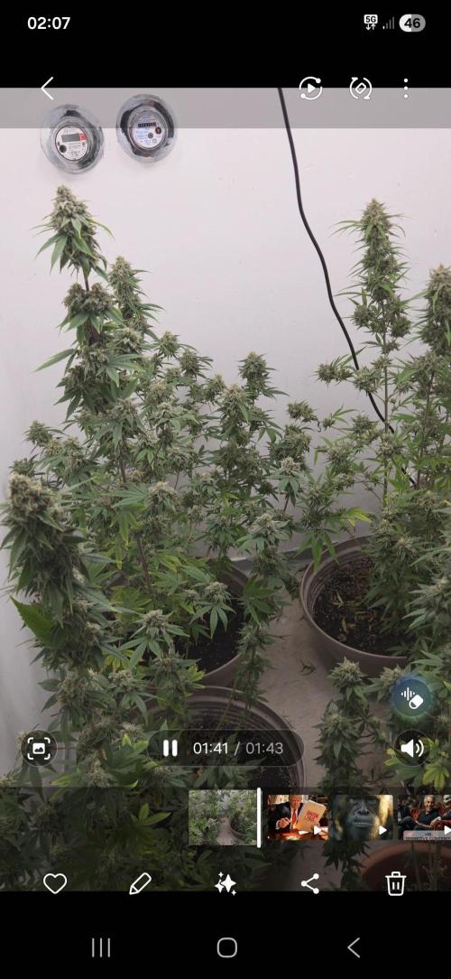 Cheese und northern lights. Week 8 - 8 Wochen Blüte 