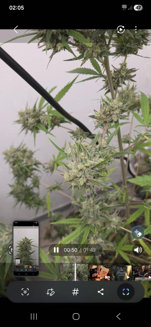 Cheese und northern lights. Week 8 - 8 Wochen Blüte 