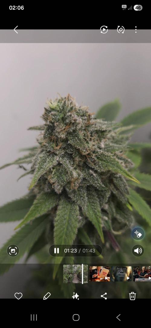 Cheese und northern lights. Week 8 - 8 Wochen Blüte 