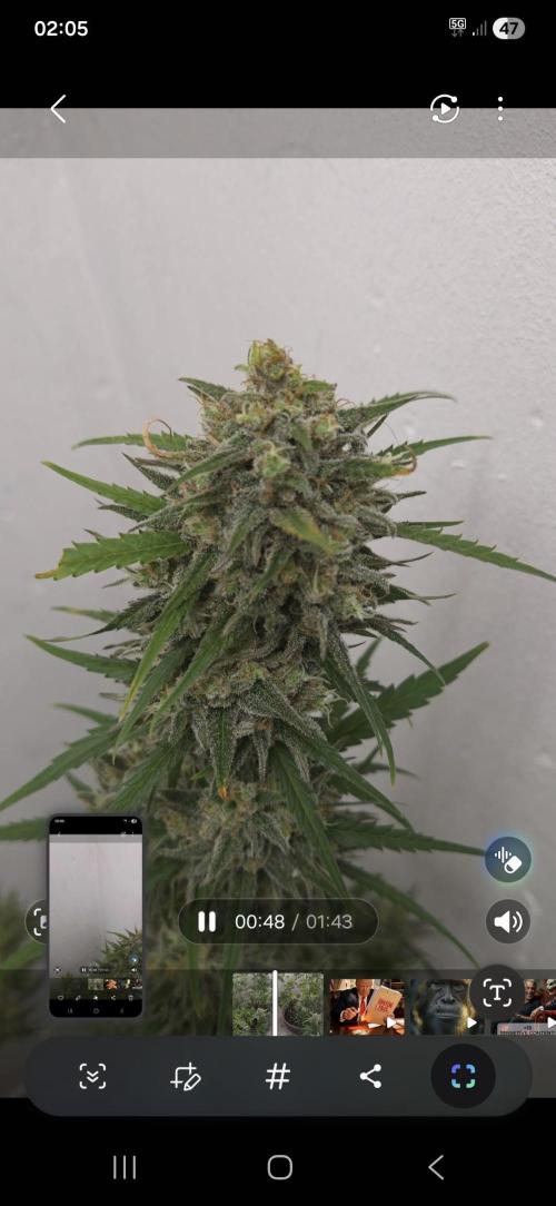 Cheese und northern lights. Week 8 - 8 Wochen Blüte 