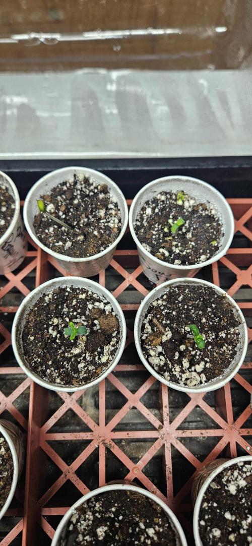 The begining. Week 0