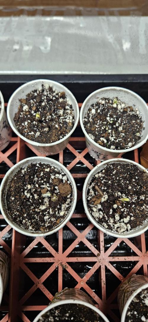 The begining. Week 0