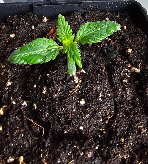 The Purge by Sanya Sativa Seeds. Week 1 - Fresh Spraymix