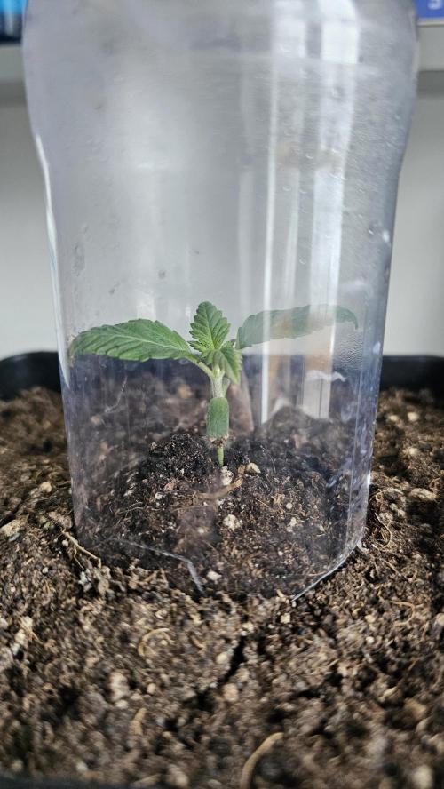 The Purge by Sanya Sativa Seeds. Week 1 - The old home of the queen
