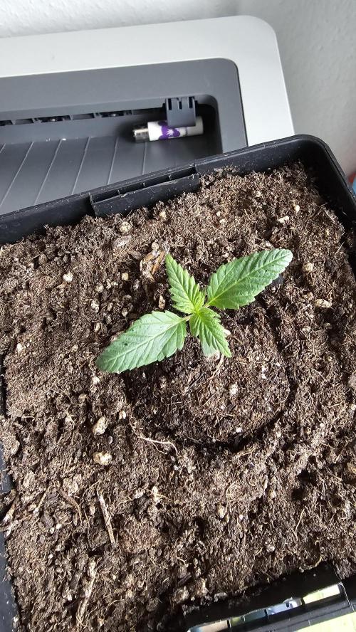 The Purge by Sanya Sativa Seeds. Week 1 - Looks Good