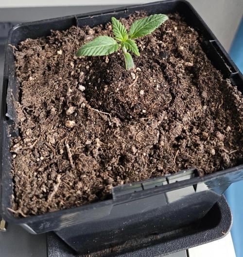 The Purge by Sanya Sativa Seeds. Week 1