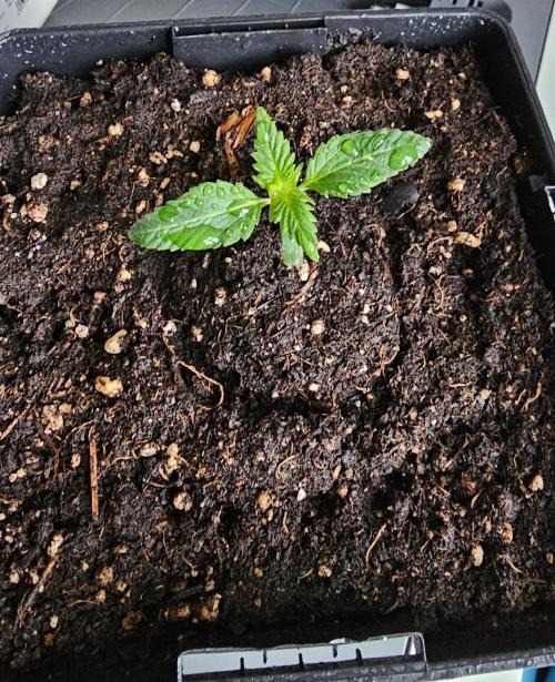 The Purge by Sanya Sativa Seeds. Week 1