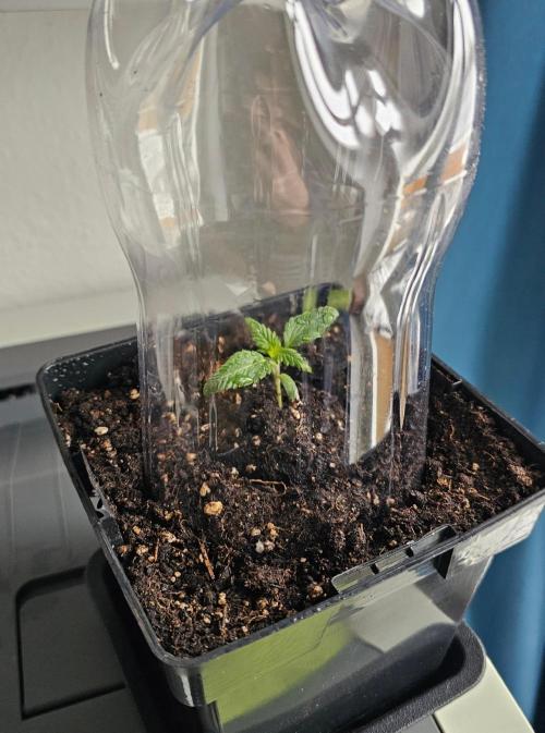 The Purge by Sanya Sativa Seeds. Week 1 - Her new home