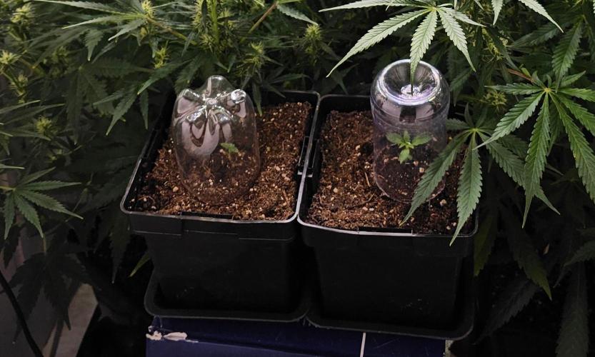 Special Kush#1 & Cherry Fritter Indoor. Week 0