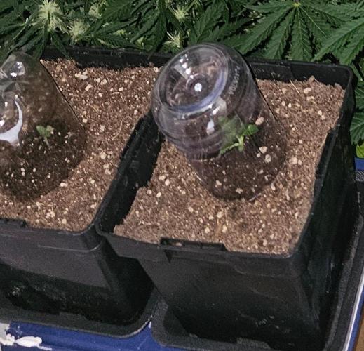 Special Kush#1 & Cherry Fritter Indoor. Week 0