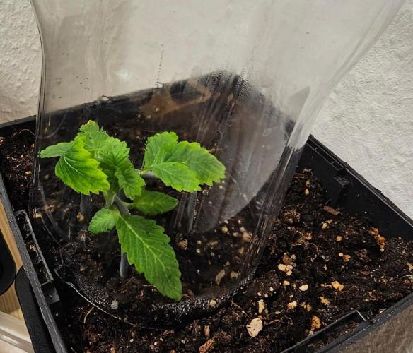 Special Kush#1 & Cherry Fritter Indoor. Week 5 - Cherry Fritter