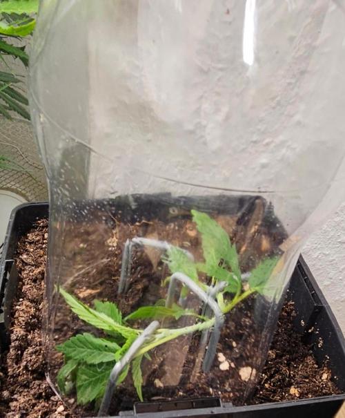 Special Kush#1 & Cherry Fritter Indoor. Week 5 - Special Kush #1