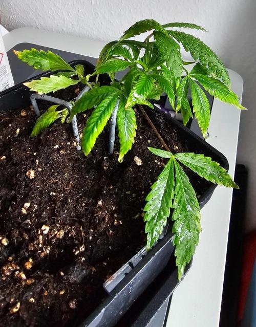 Special Kush#1 & Cherry Fritter Indoor. Week 7 - Special Kush #1