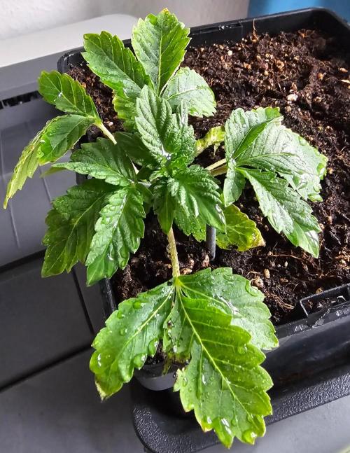 Special Kush#1 & Cherry Fritter Indoor. Week 7 - Cherry Fritter