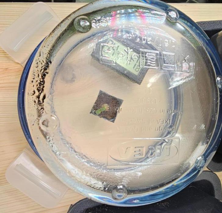 The Purge by Sanya Sativa Seeds. Week 0 - Hey Queen 