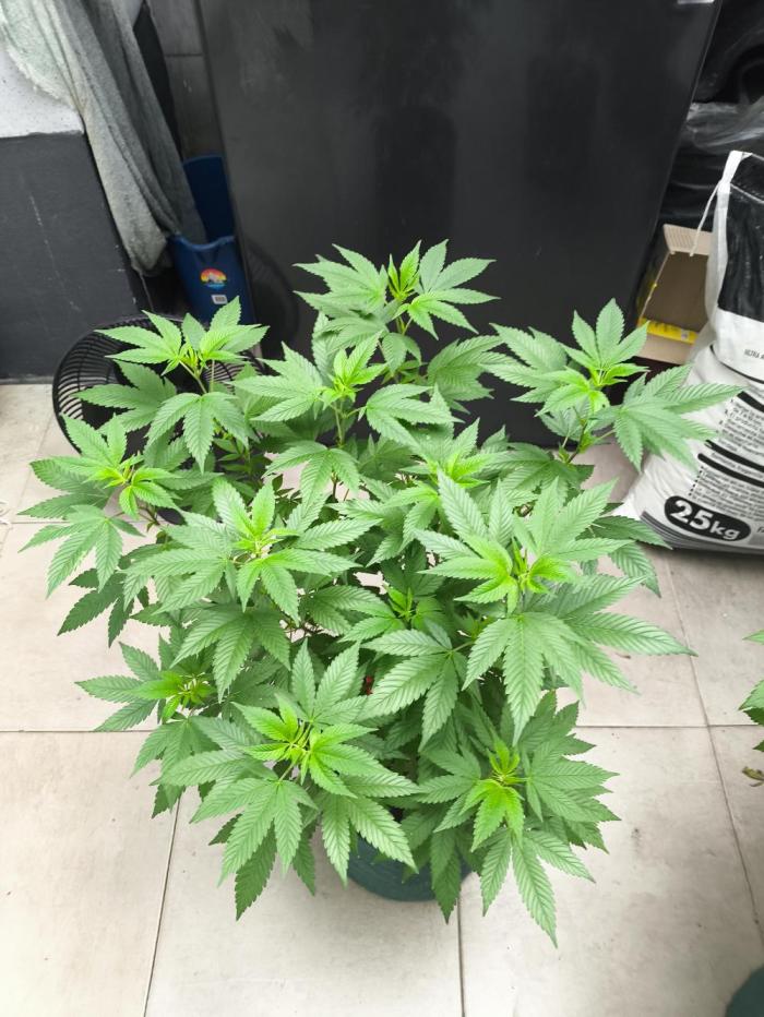 Diario 1. Week 8 - Semana 8