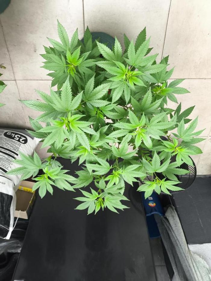 Diario 1. Week 8 - Semana 8