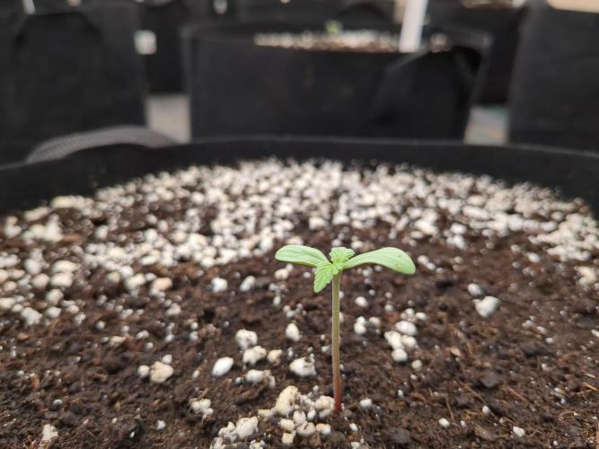 DESERT STORM. Week 0 - Californian Snow Auto