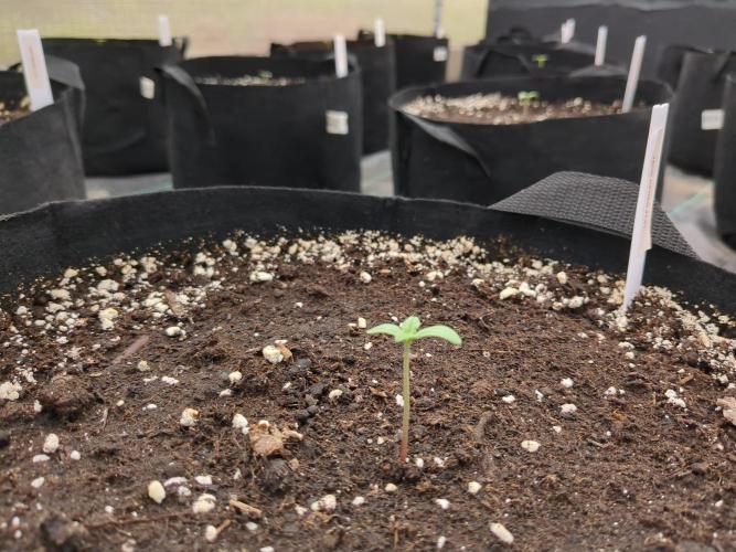 DESERT STORM. Week 0 - Tropicana cookies Auto