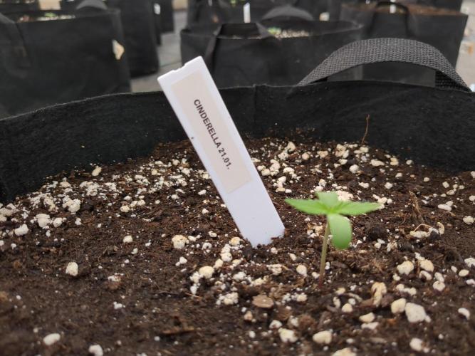 DESERT STORM - Growing Fast Buds Autos. Week 1