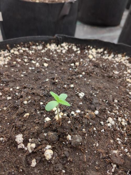 DESERT STORM - Growing Fast Buds Autos. Week 1