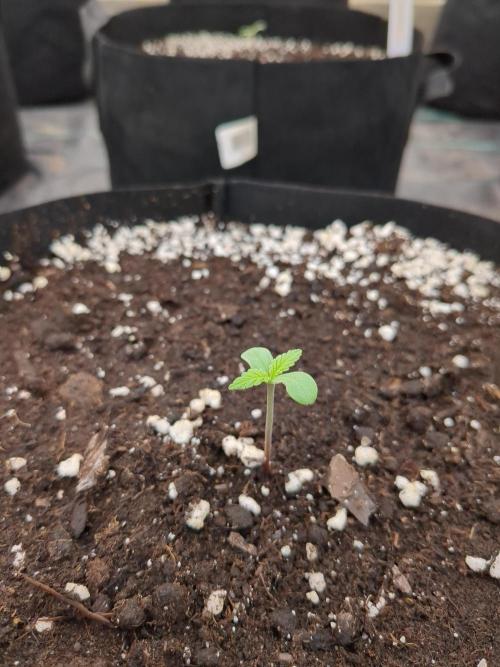 DESERT STORM - Growing Fast Buds Autos. Week 1