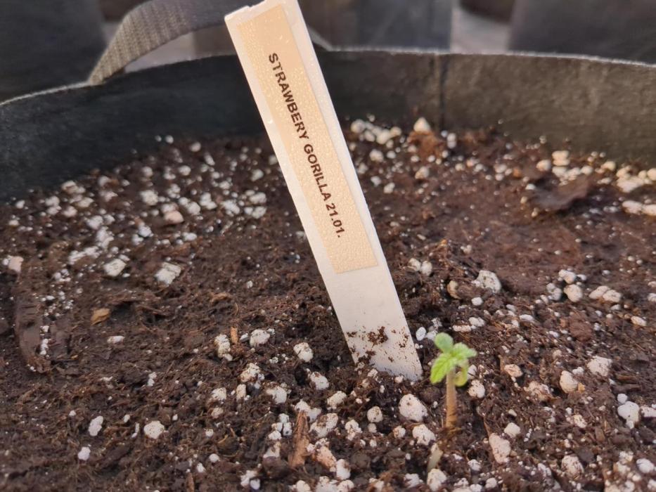 DESERT STORM - Growing Fast Buds Autos. Week 0