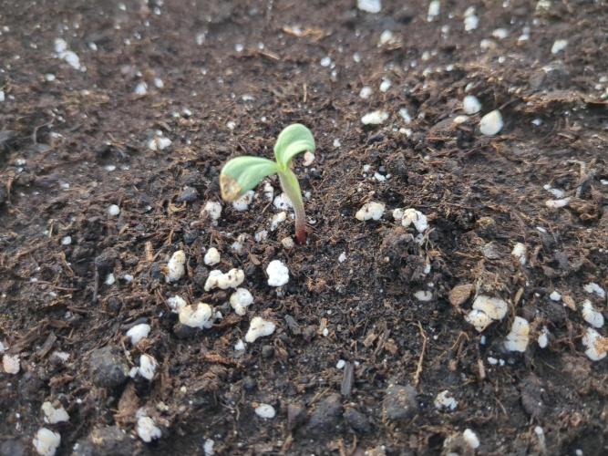 Jack Herer Auto. Week 0