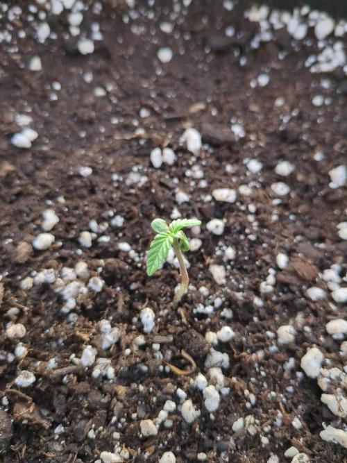 Jack Herer Auto. Week 0