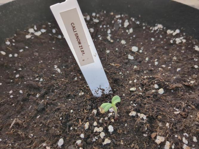 Californian Snow Auto. Week 0