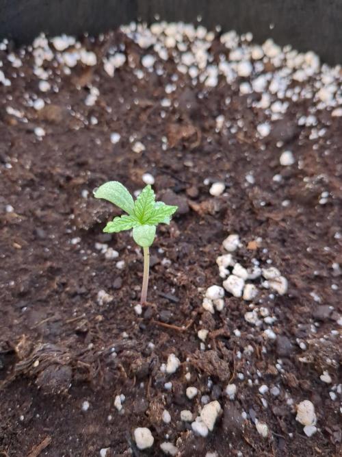 Californian Snow Auto. Week 0