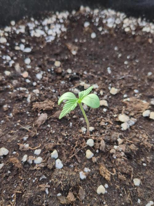 Jack Herer Auto. Week 1